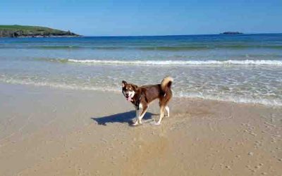 Dog Friendly Beach Guide