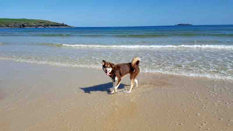 Dog Friendly Beach Guide